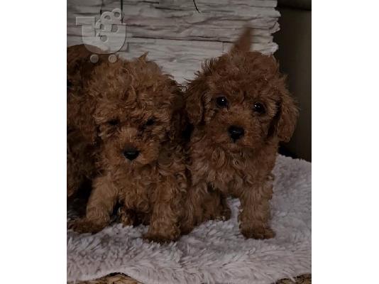 Κόκκινα toy poodles